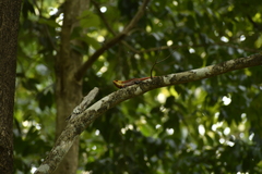 Calotes versicolor