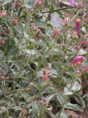Penstemon montanus montanus