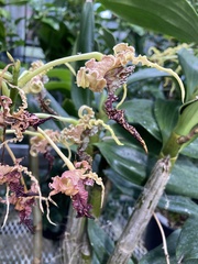 Dendrobium spectabile