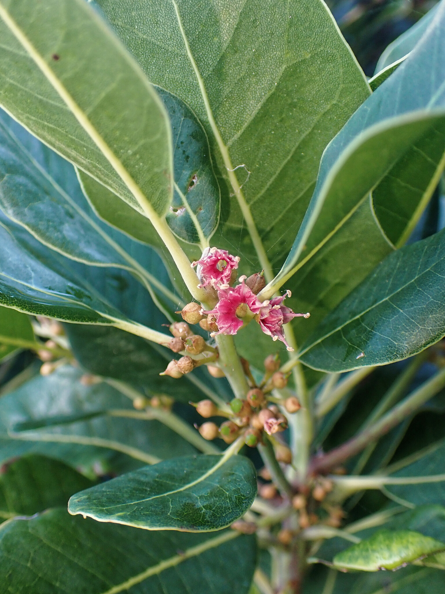 Ironwood (Sideroxylon mirmulans) · iNaturalist Ironwood (Sideroxylon mirmulans) · iNaturalist
