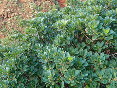 Sideroxylon mirmulans