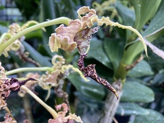 Dendrobium spectabile