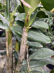 Dendrobium spectabile