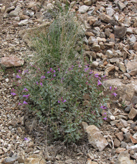 Penstemon montanus montanus