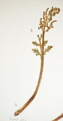 Botrychium pseudopinnatum