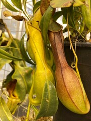 Nepenthes alata