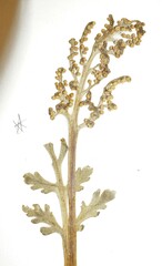 Botrychium pseudopinnatum