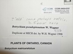 Botrychium pseudopinnatum