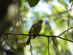 Myiopagis viridicata