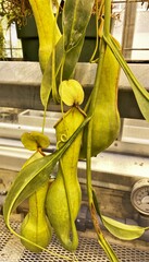 Nepenthes alata