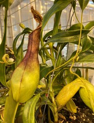 Nepenthes alata