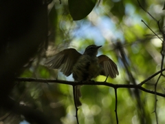 Myiopagis viridicata