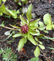 Valeriana sitchensis