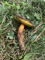 Aureoboletus auriporus