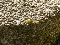 Conocephalus maculatus