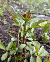 Valeriana sitchensis