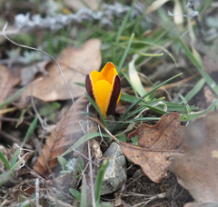 Crocus angustifolius