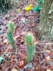 Pilosocereus gaumeri