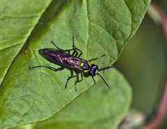 Tenthredo mesomela