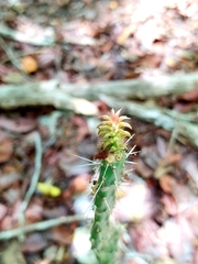 Pilosocereus gaumeri