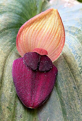 Pleurothallis gargantua