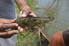 Penaeus monodon