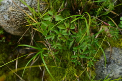 Pimpinella niitakayamensis