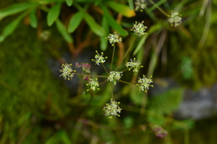 Pimpinella niitakayamensis