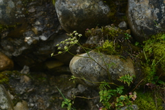 Pimpinella niitakayamensis