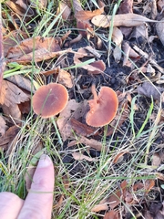 Fungi