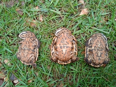 Phrynops geoffroanus