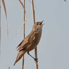 Locustella luscinioides