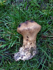 Scleroderma verrucosum