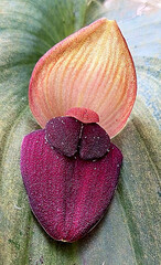 Pleurothallis gargantua