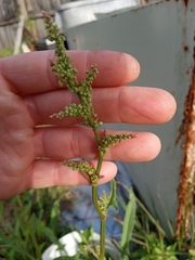 Rumex hastatulus