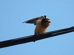 Hirundo rustica