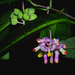 Polygala venenosa - Photo (c) Jungle Johnny,  זכויות יוצרים חלקיות (CC BY-NC), הועלה על ידי Jungle Johnny