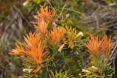 Retzia capensis