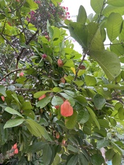 Blighia sapida