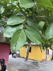 Blighia sapida