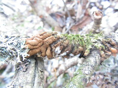 Hypocreopsis lichenoides