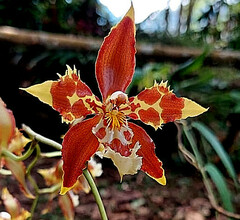 Oncidium luteopurpureum