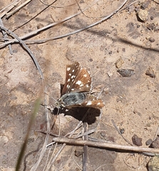 Spialia ferax