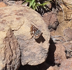 Spialia ferax