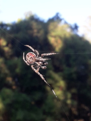 Parawixia bistriata