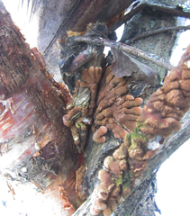 Hypocreopsis lichenoides