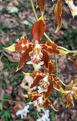 Oncidium luteopurpureum