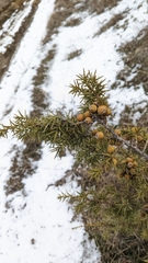 Juniperus deltoides