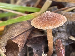 Tubaria conspersa
