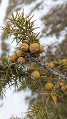 Juniperus deltoides